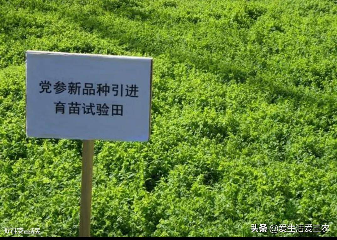 亩效益过万的一年生药材(农村种植什么药材项目更赚钱)-图片5